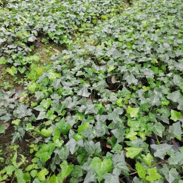 出售爬山虎，爬山虎小杯苗，长青藤