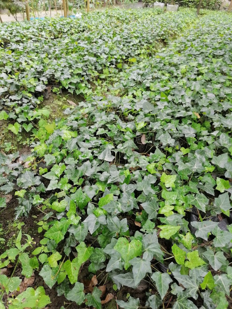 出售爬山虎，爬山虎小杯苗，长青藤
