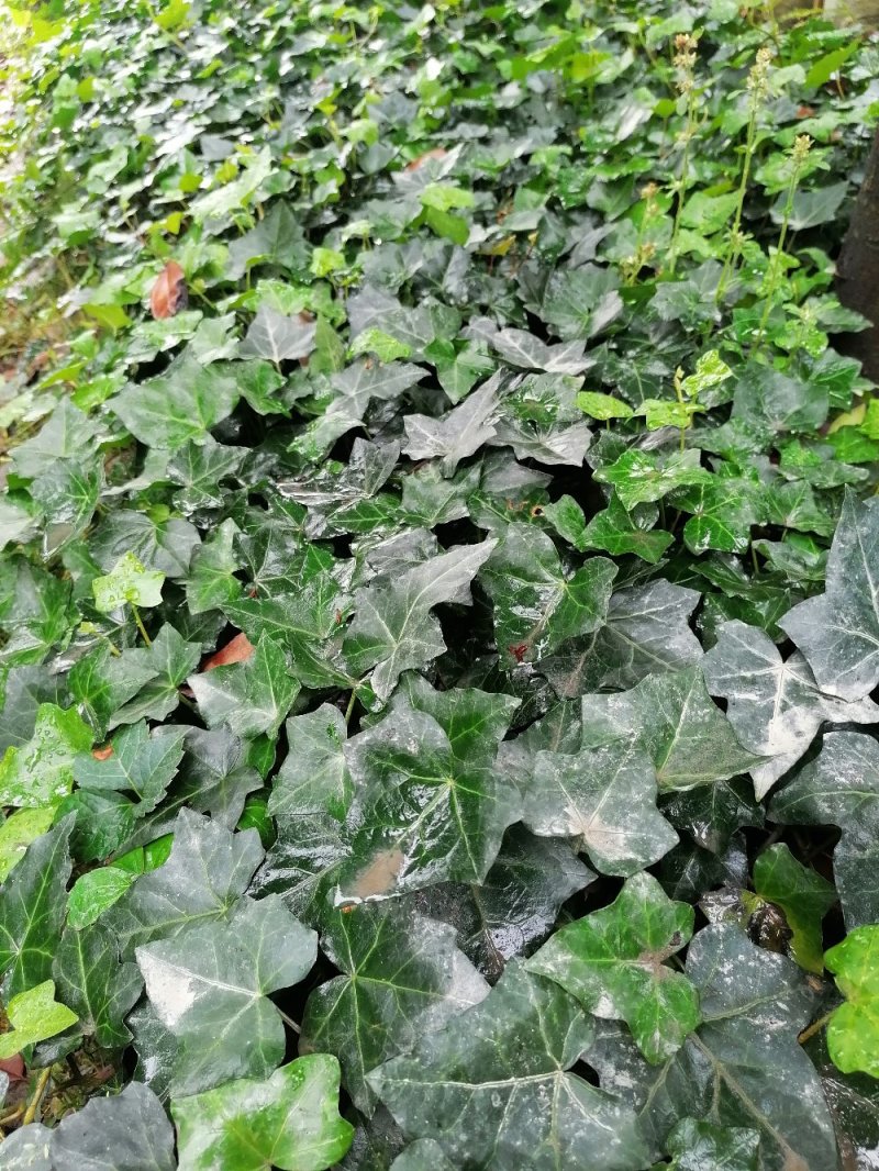 出售爬山虎，爬山虎小杯苗，长青藤