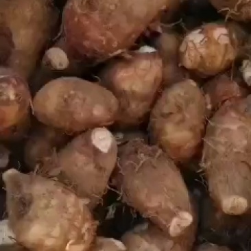 需要芋头的可以联系。货也大上市