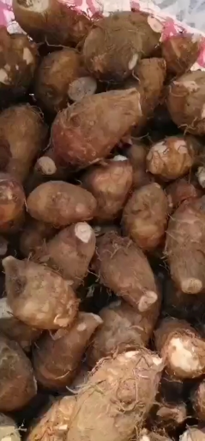 需要芋头的可以联系。货也大上市