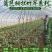 各种规格细竹竿子菜园搭架篱笆豆角竹竿旗竹杆跳舞竹竿包邮