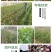 各种规格细竹竿子菜园搭架篱笆豆角竹竿旗竹杆跳舞竹竿包邮