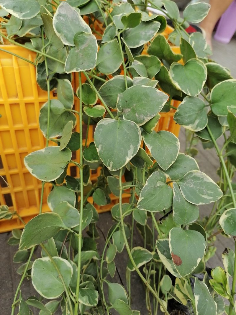 出售常春藤，常春藤小杯苗
