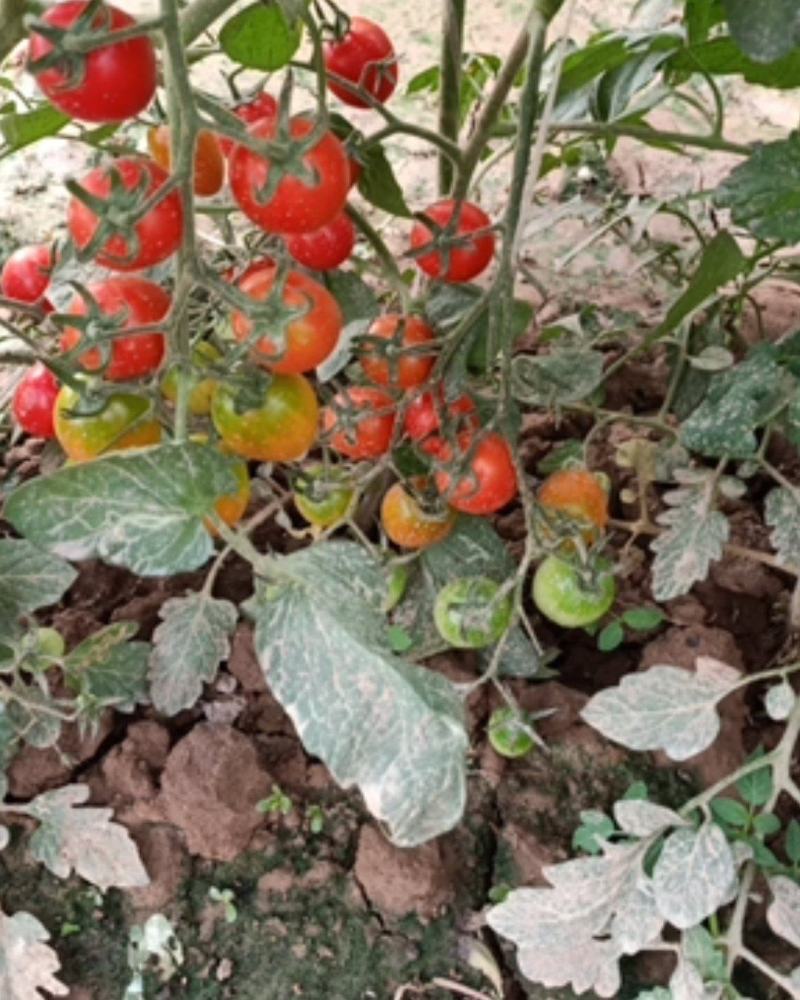 水果蔬菜农林合作社（圣女果专卖）