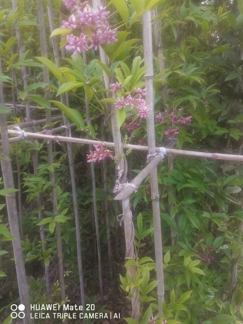 出售血藤，成都货源，16杯血藤