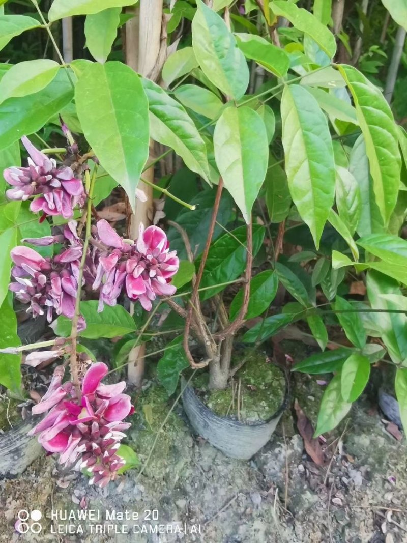 出售血藤，成都货源，16杯血藤