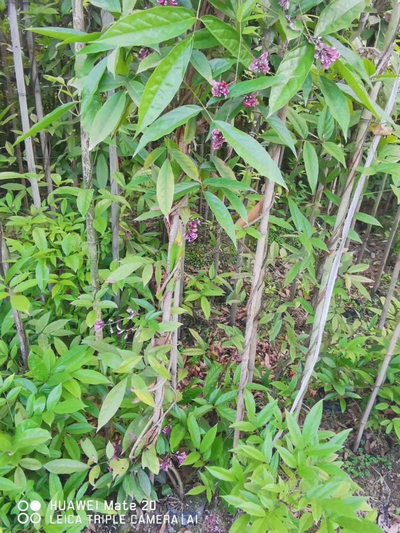 出售血藤，成都货源，16杯血藤