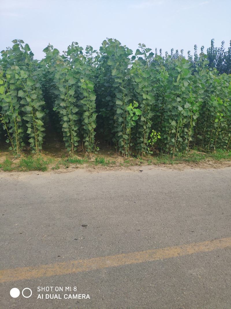 107速生杨秋后大量供应