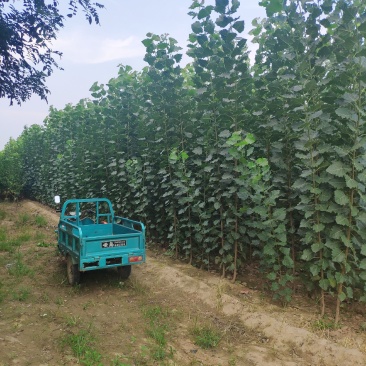 107速生杨秋后大量供应