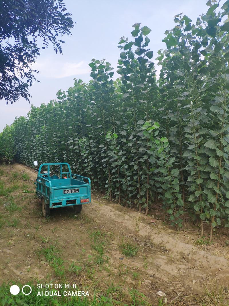 107速生杨秋后大量供应
