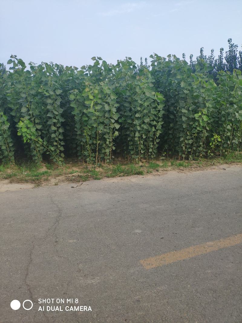 107速生杨秋后大量供应