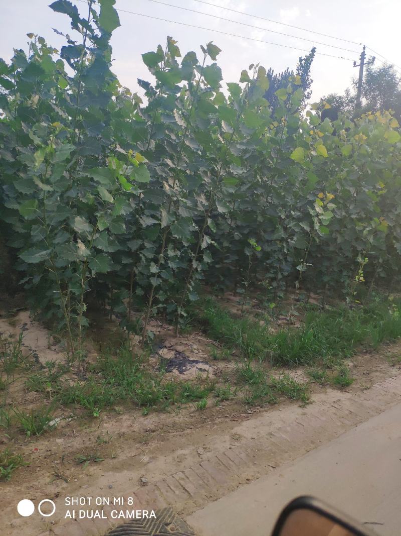 107速生杨秋后大量供应