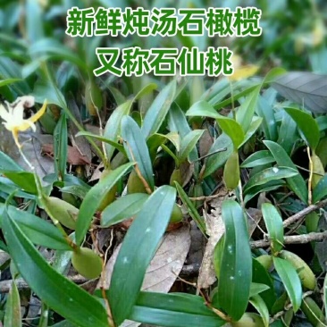 石橄榄新鲜中草药单双叶炖汤石仙桃