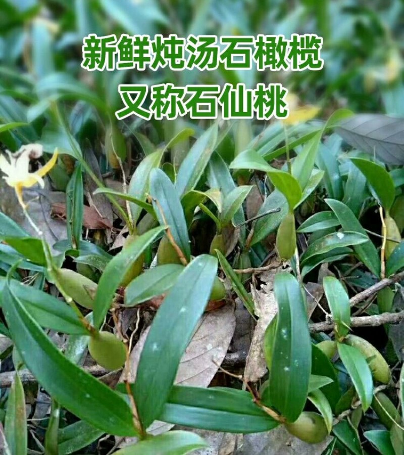 石橄榄新鲜中草药单双叶炖汤石仙桃