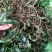 石橄榄新鲜中草药单双叶炖汤石仙桃