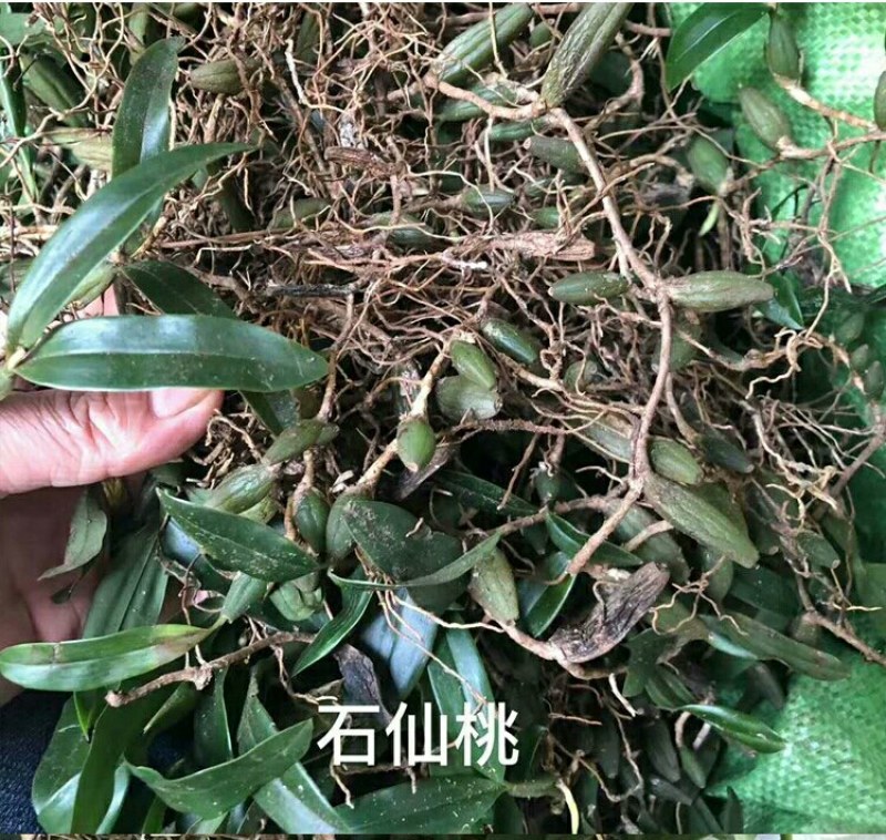 石橄榄新鲜中草药单双叶炖汤石仙桃