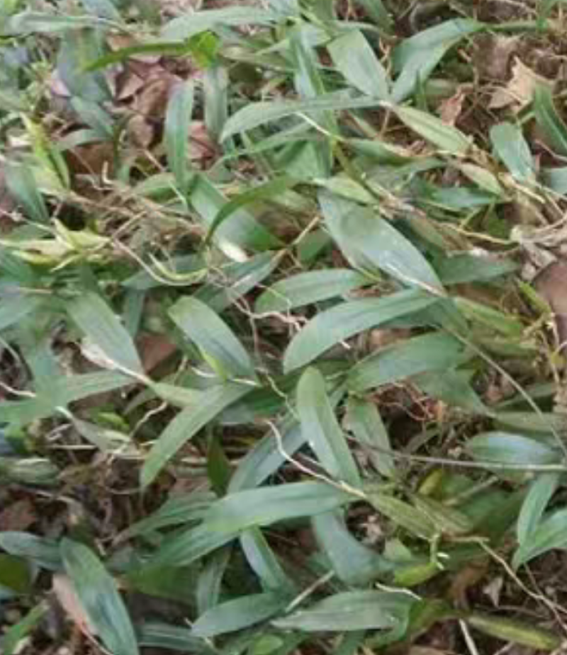 石橄榄新鲜中草药单双叶炖汤石仙桃