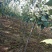 优两公分定植早酥梨苗