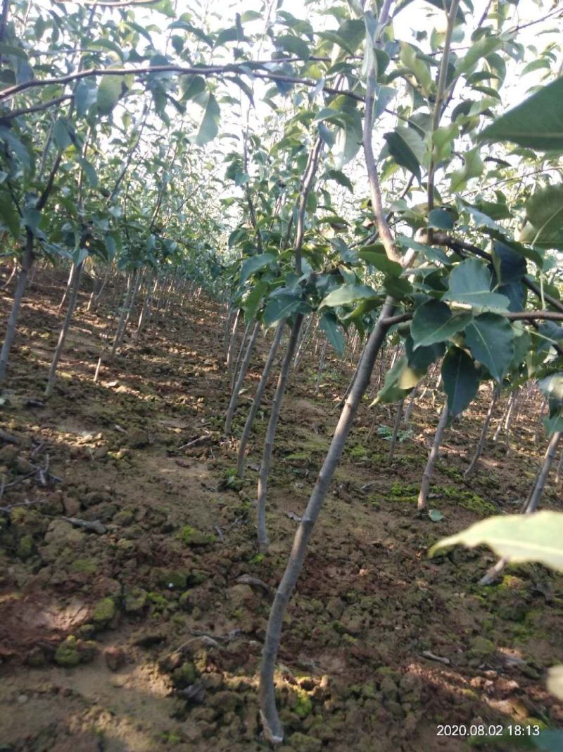 优两公分定植早酥梨苗