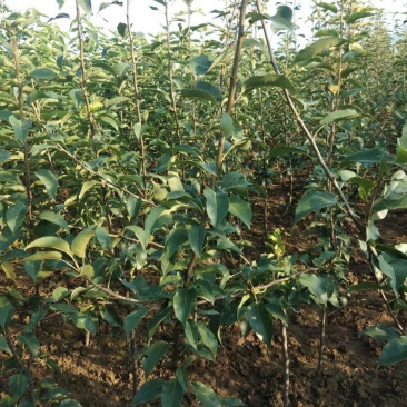 优两公分定植早酥梨苗