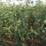 优两公分定植早酥梨苗