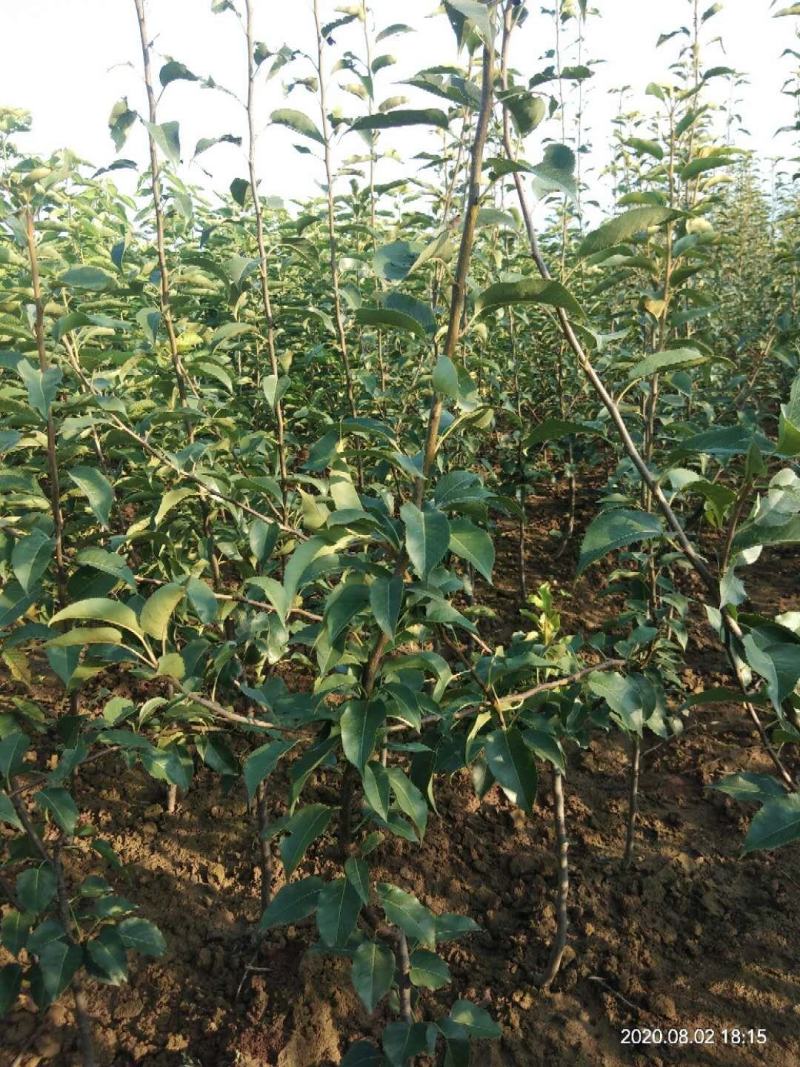 优两公分定植早酥梨苗