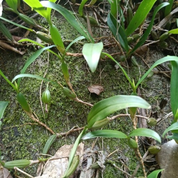 石仙桃，大，中，小果。