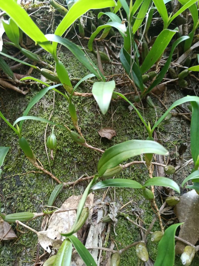 石仙桃，大，中，小果。