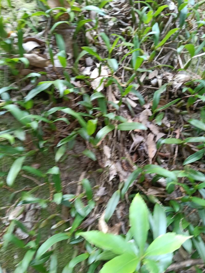 石仙桃，大，中，小果。