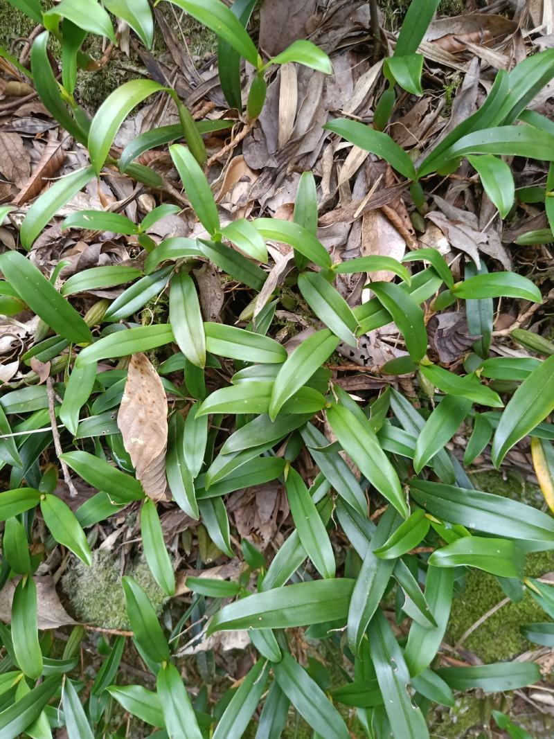 石仙桃，大，中，小果。
