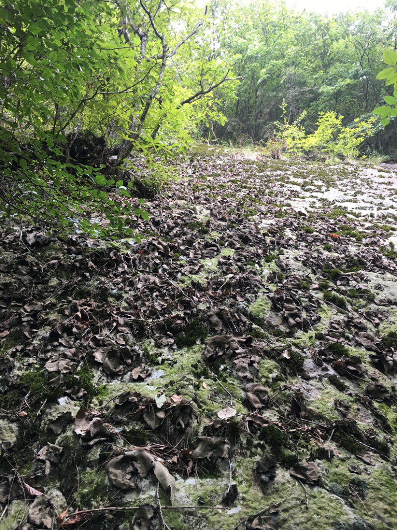 岩耳