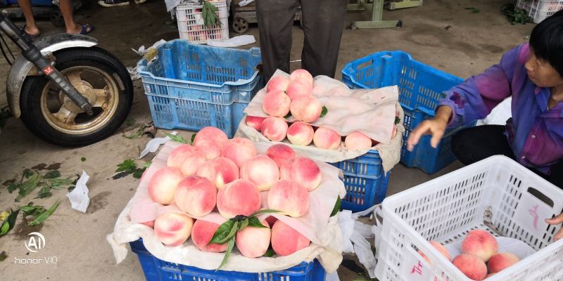 红岗山水蜜桃大量成熟上市，河北保定狼牙山万亩水蜜桃基地