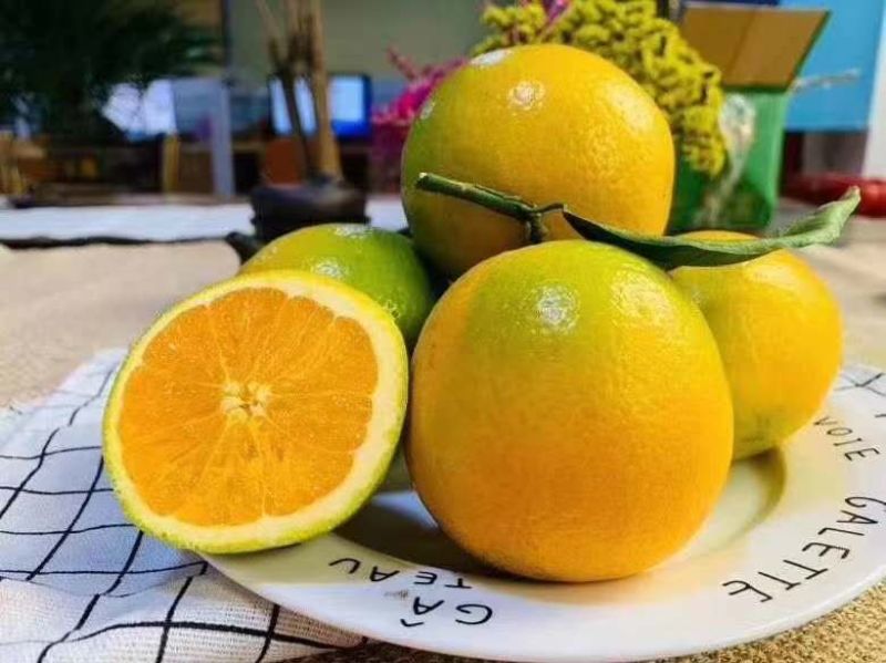 小蜜橘特早柑桔果园看货采摘质量有保障欢迎咨询订购