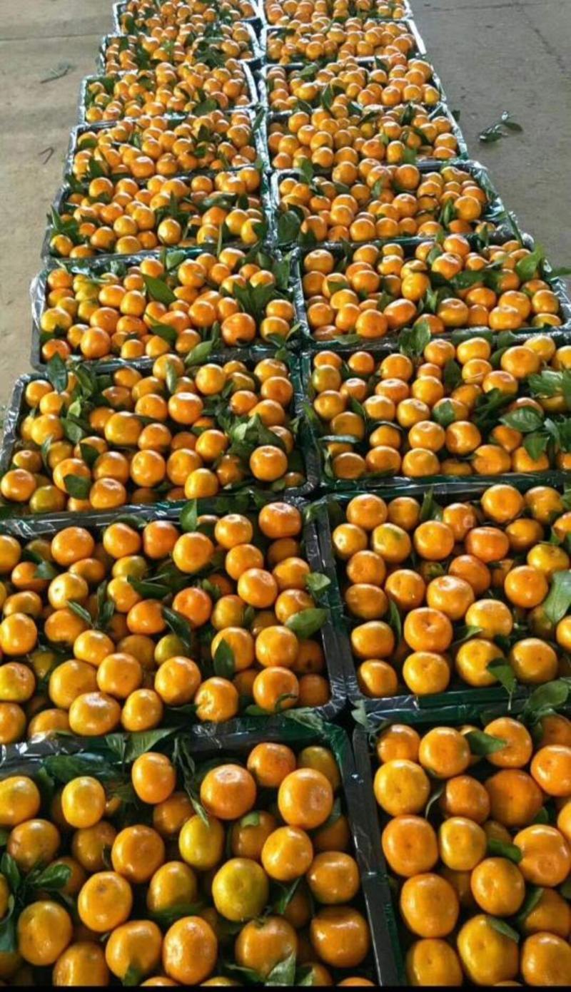 小蜜橘特早柑桔果园看货采摘质量有保障欢迎咨询订购