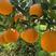 小蜜橘特早柑桔果园看货采摘质量有保障欢迎咨询订购