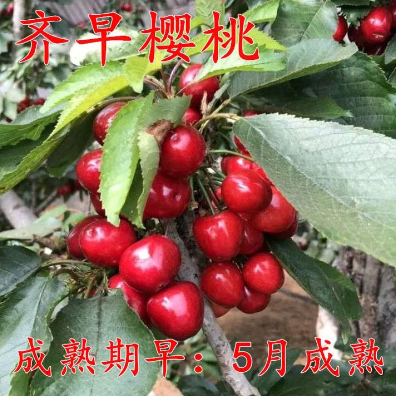 【新品种】俄罗斯8号樱桃树苗齐早樱桃苗现挖现发保质保量