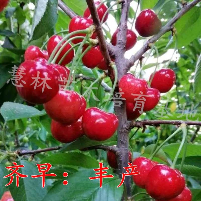 【新品种】俄罗斯8号樱桃树苗齐早樱桃苗现挖现发保质保量
