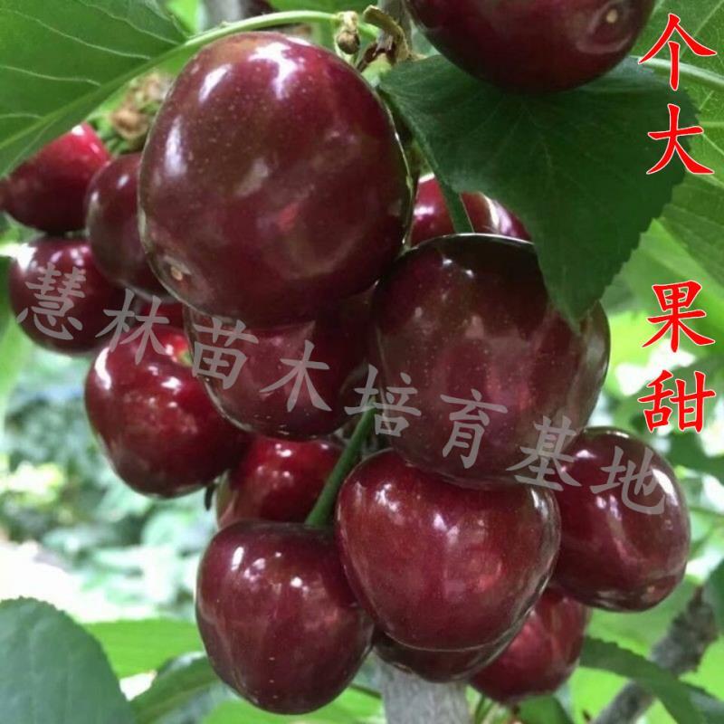 【新品种】俄罗斯8号樱桃树苗齐早樱桃苗现挖现发保质保量
