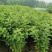 【新品种】俄罗斯8号樱桃树苗齐早樱桃苗现挖现发保质保量