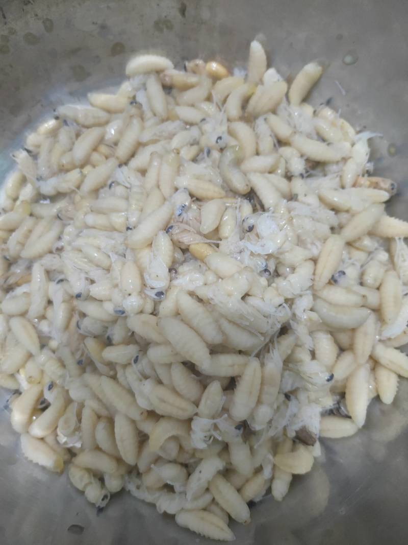 野生马蜂，可活体发活，油炸。，冷冻发活，