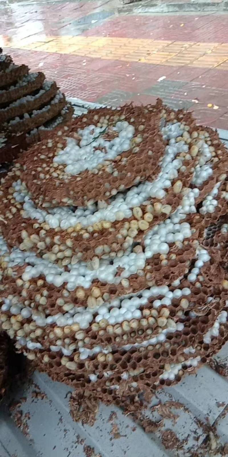 野生马蜂，可活体发活，油炸。，冷冻发活，