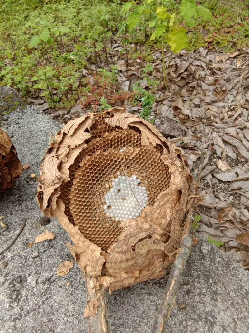 野生马蜂，可活体发活，油炸。，冷冻发活，