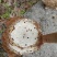 野生马蜂，可活体发活，油炸。，冷冻发活，