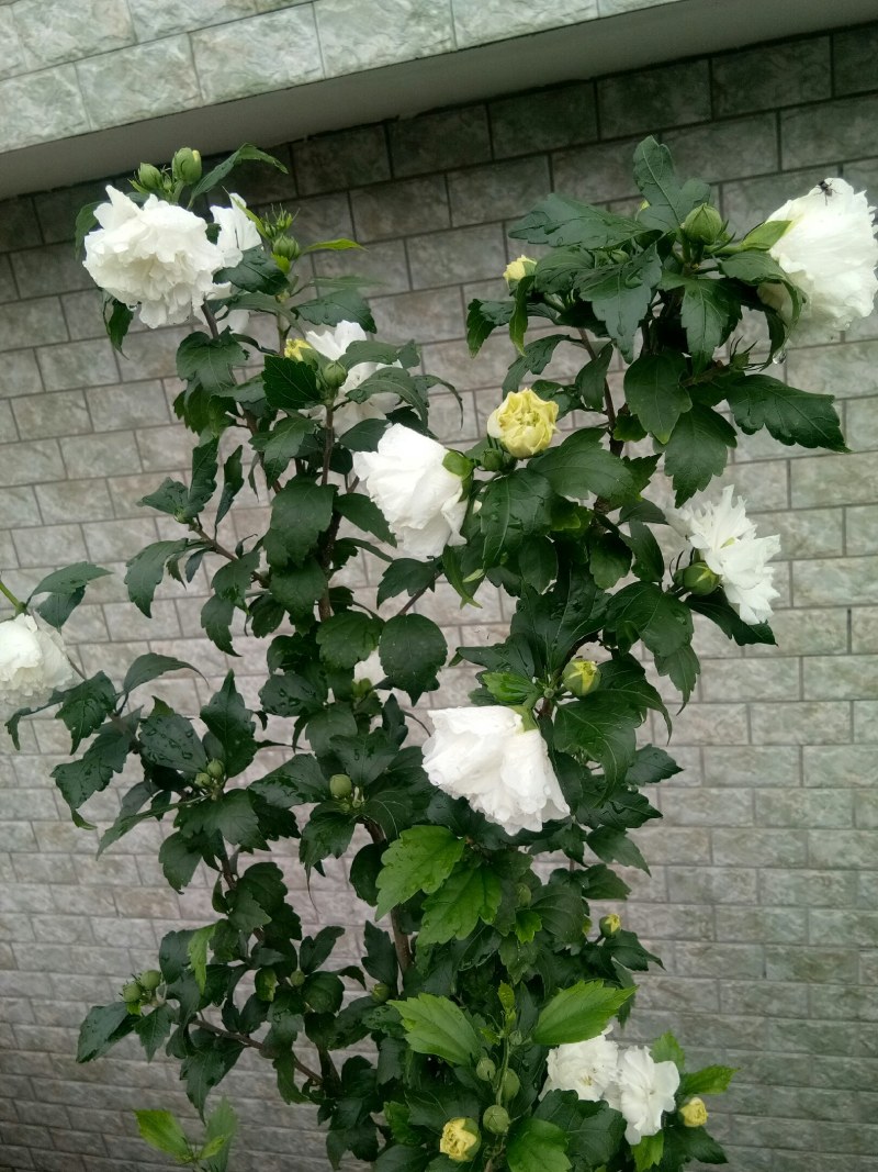 中药材木槿花白花重瓣木槿花干正品饮用