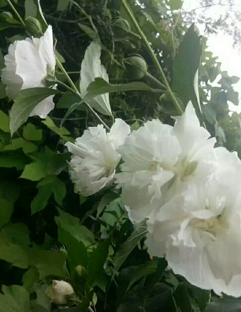 中药材木槿花白花重瓣木槿花干正品饮用