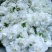 中药材木槿花白花重瓣木槿花干正品饮用
