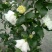 中药材木槿花白花重瓣木槿花干正品饮用