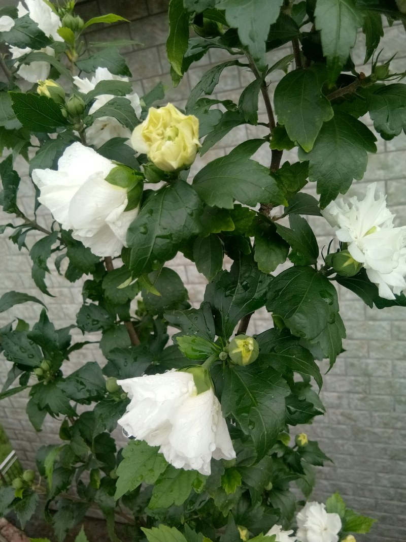 中药材木槿花白花重瓣木槿花干正品饮用