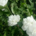 中药材木槿花白花重瓣木槿花干正品饮用